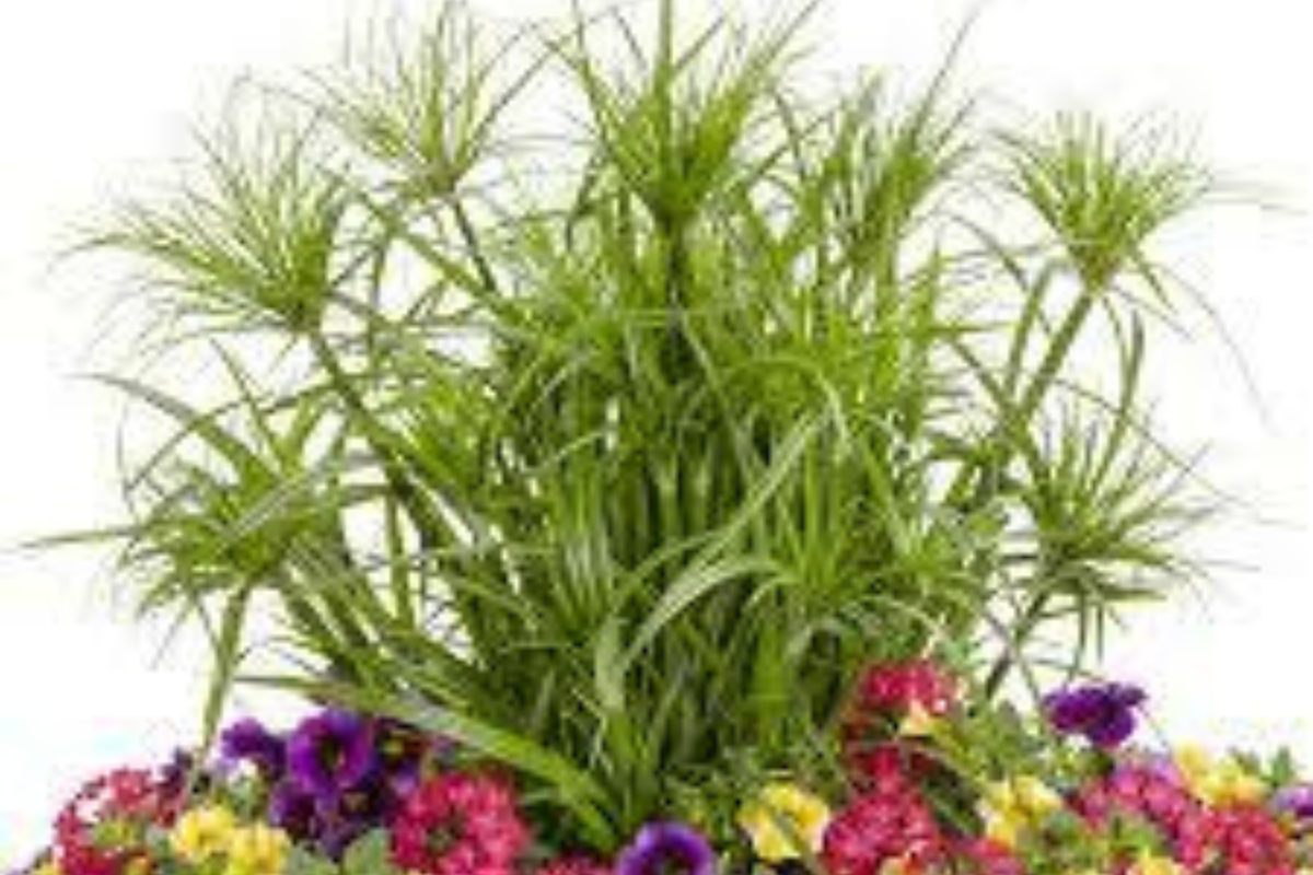 Cyperus Papyrus