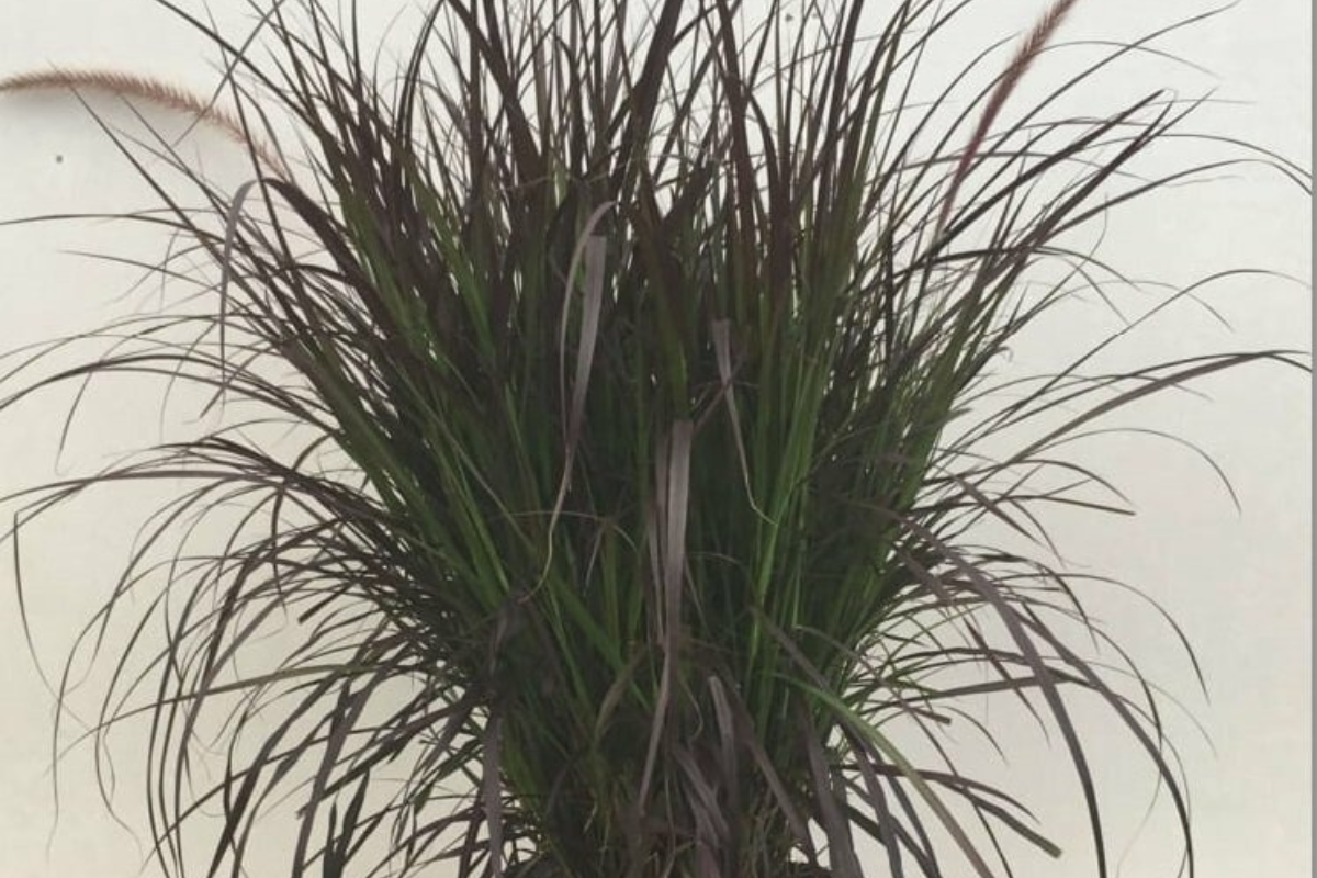 Grasses