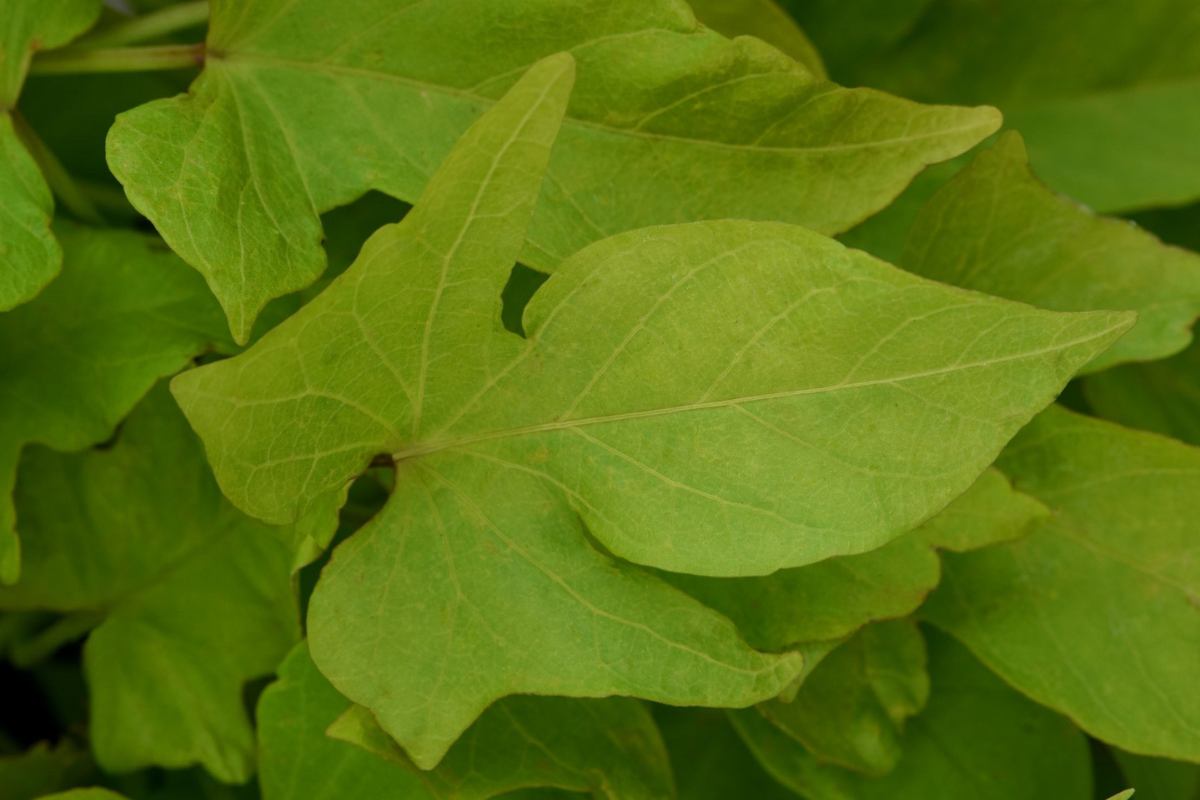 Potato Vine