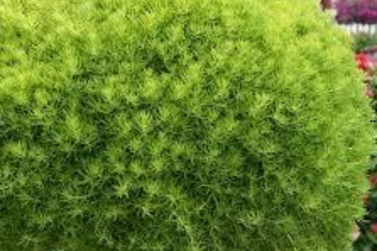 Sedum