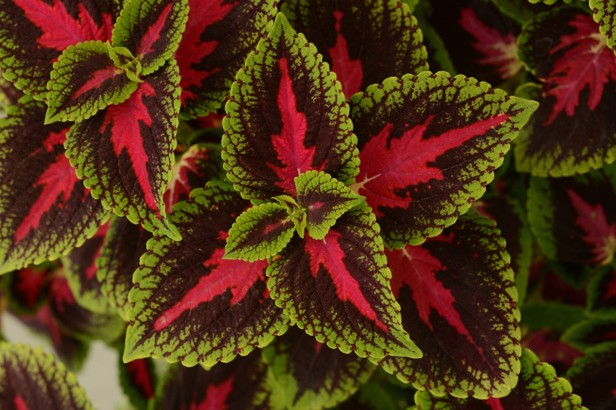 Sun Coleus