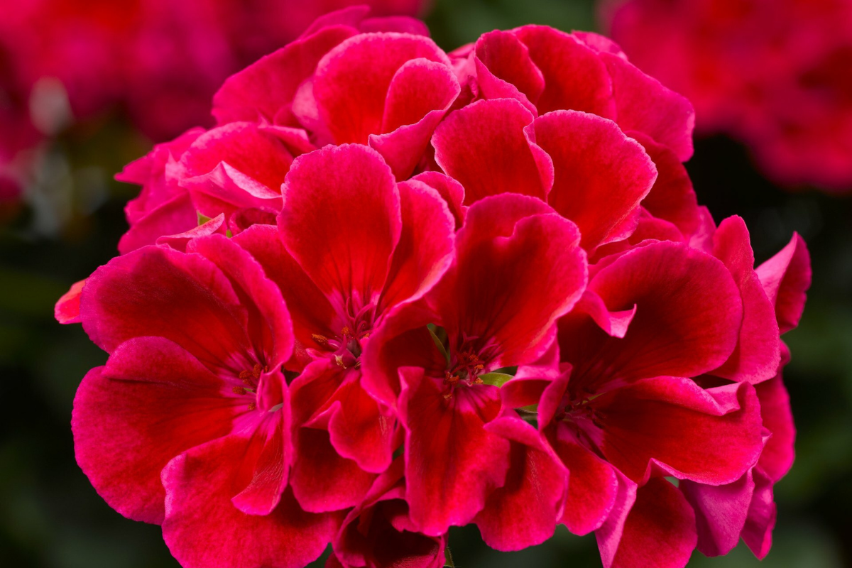 Geranium Baskets
