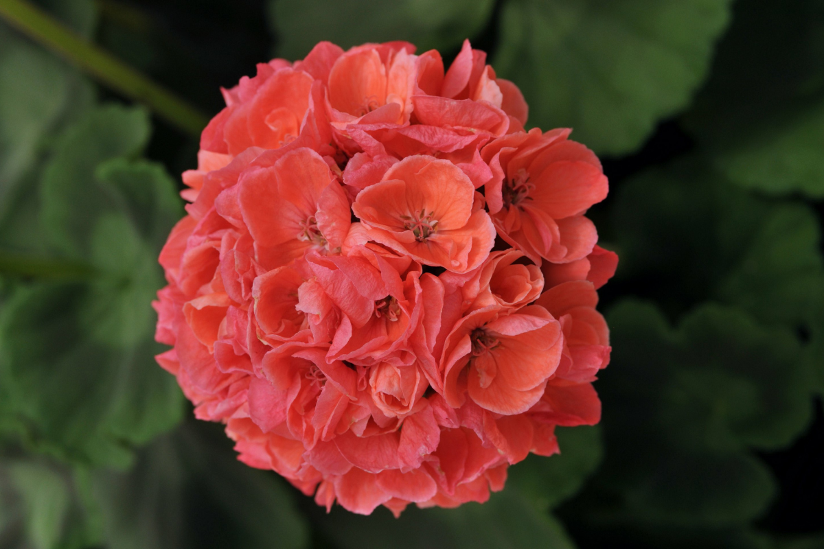 Geranium Dynamo Dark Salmon Basket