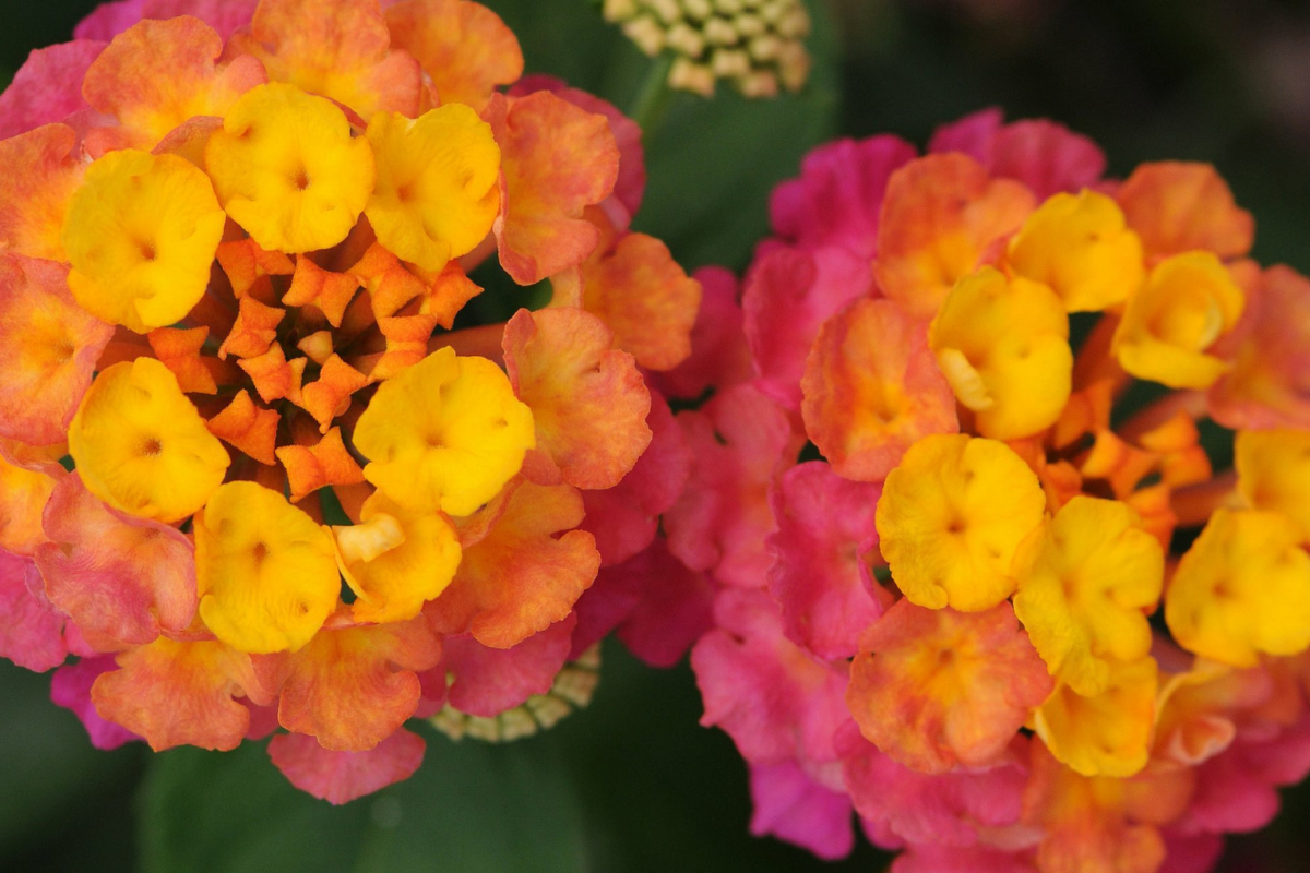 Lantana Baskets