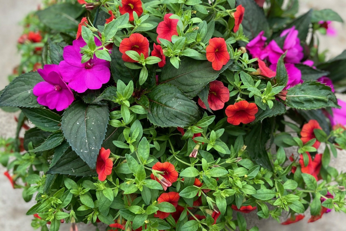 Mixed SunPatiens Baskets