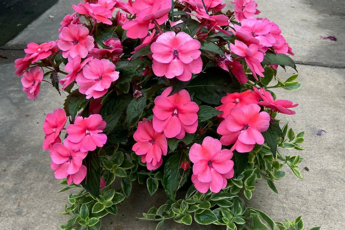 Pink SunPatiens with Mezoo Vine