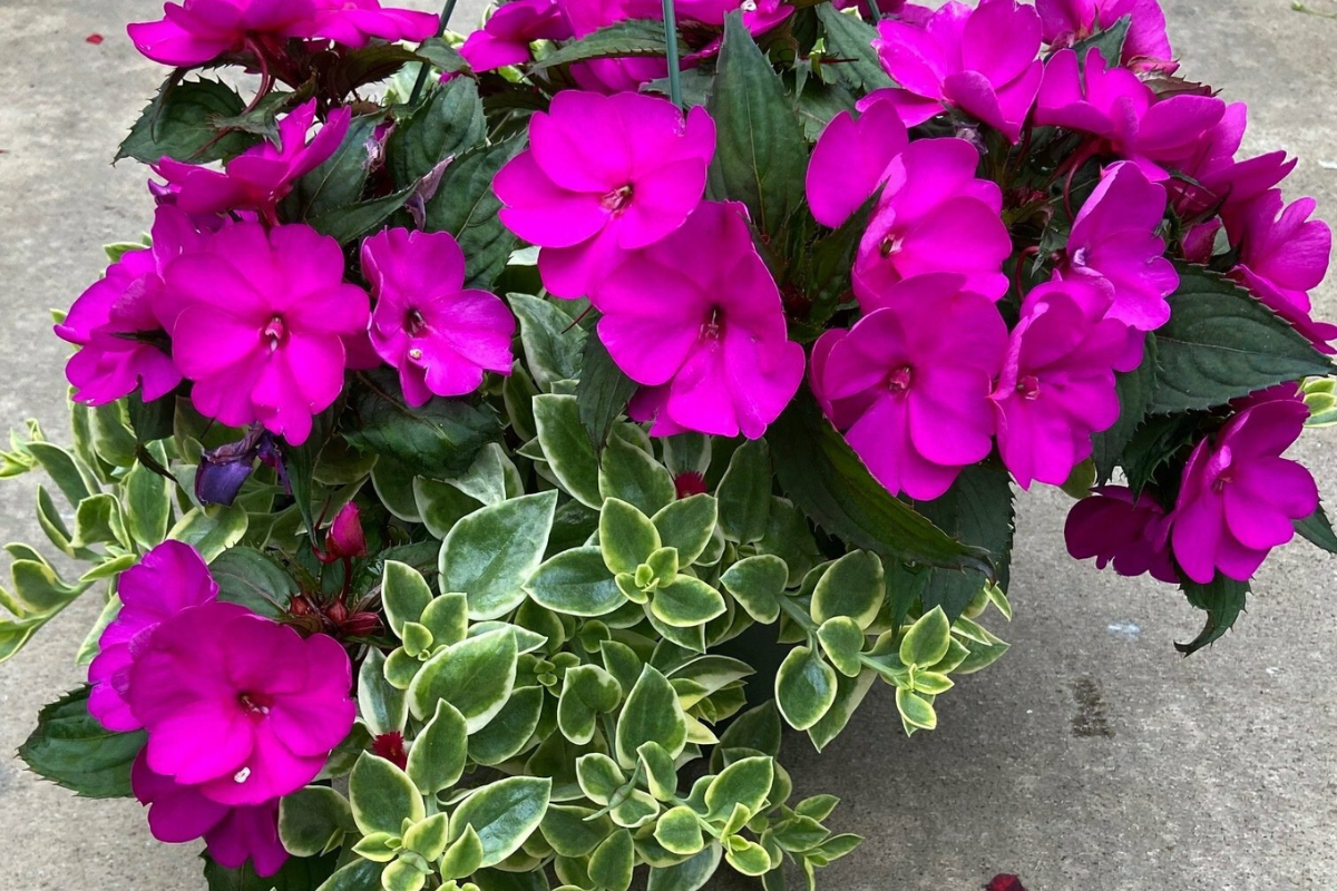 Purple SunPatiens with Mezoo Vine