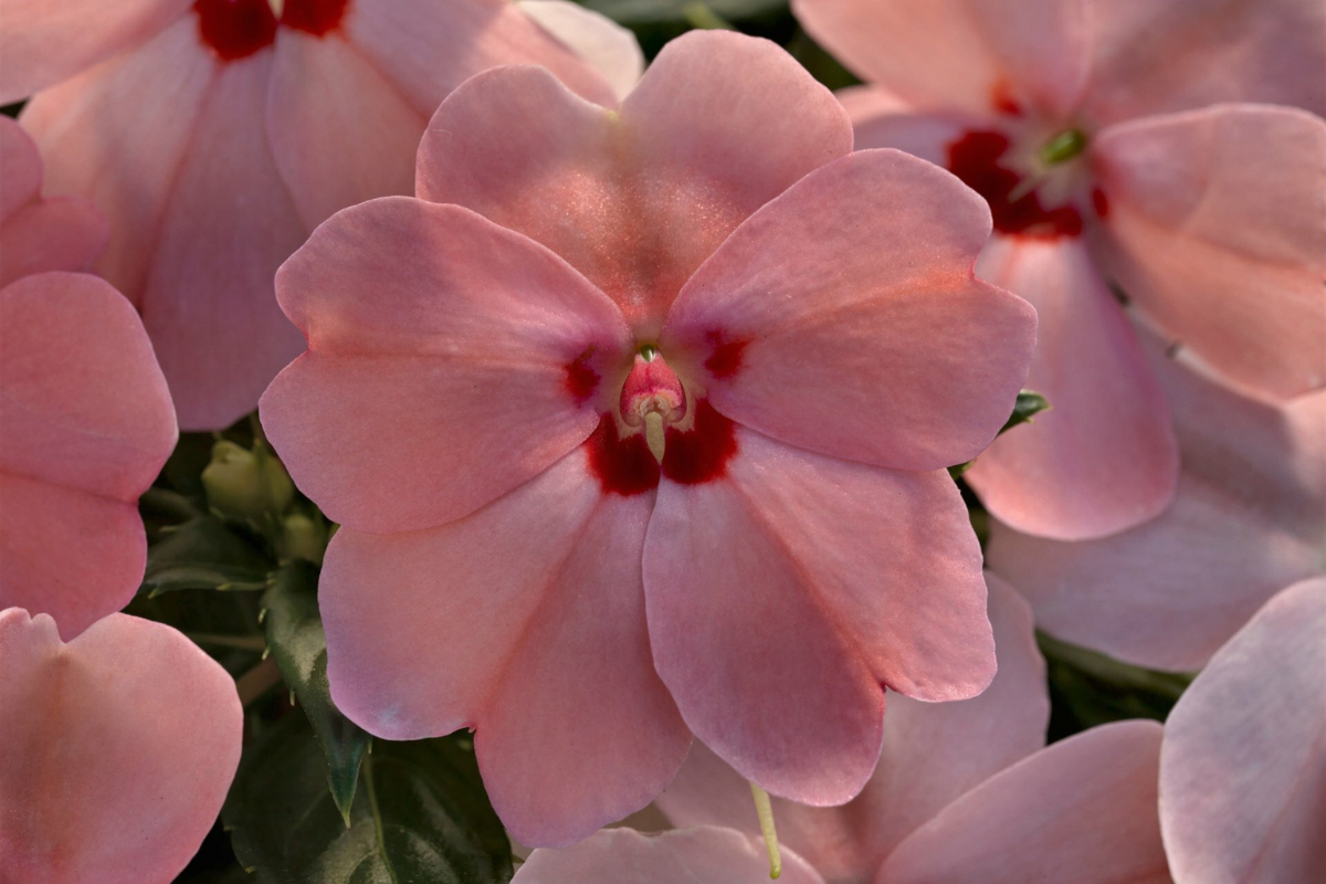 SunPatiens Baskets
