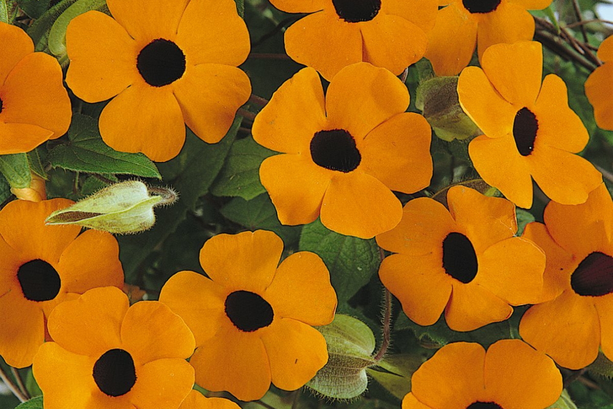 Thunbergia 'Black Eyed Susan' Baskets