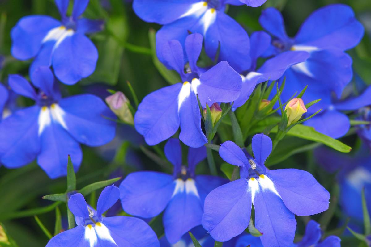 Shade Flowering Plants