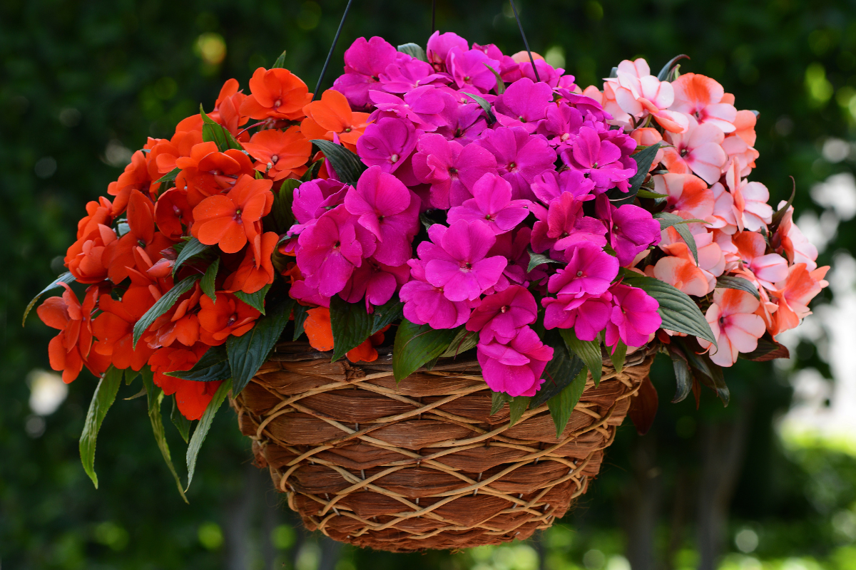 Shade Hanging Baskets and Bags