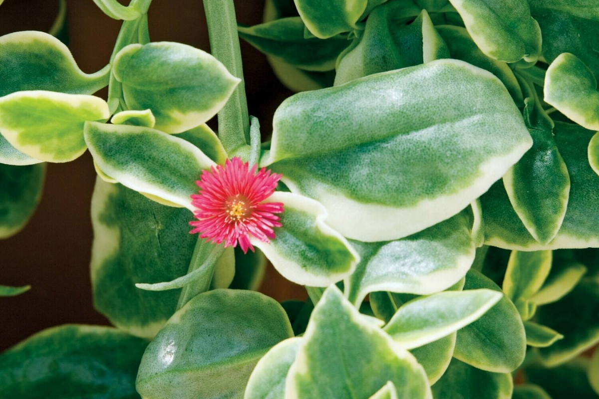 Sun Foliage Plants