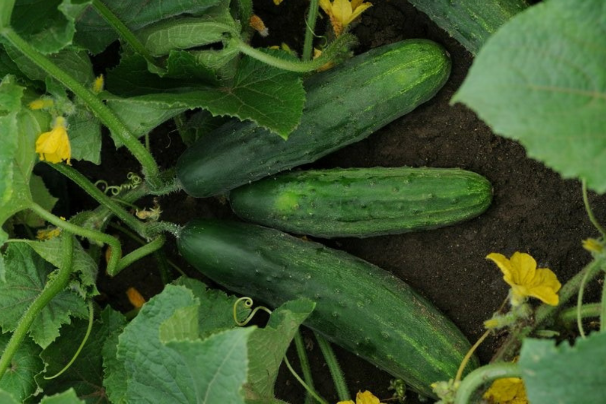 Cucumber