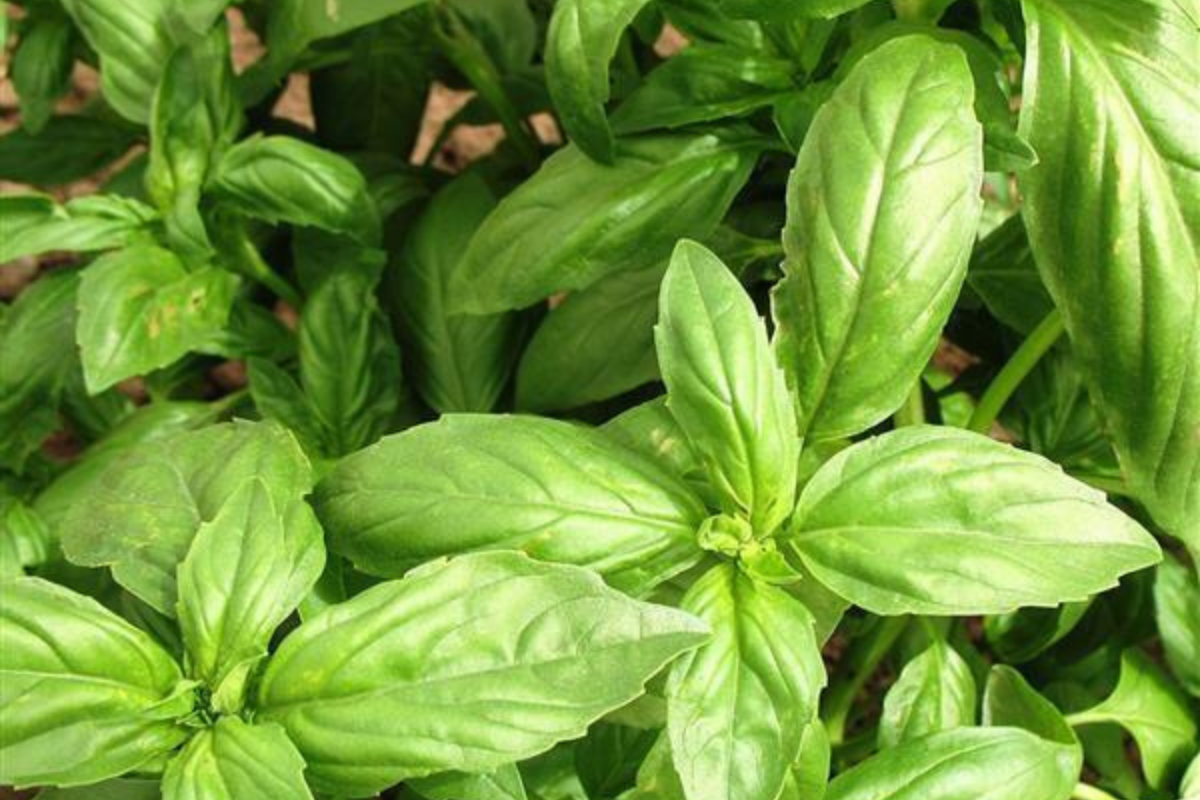 Herbs