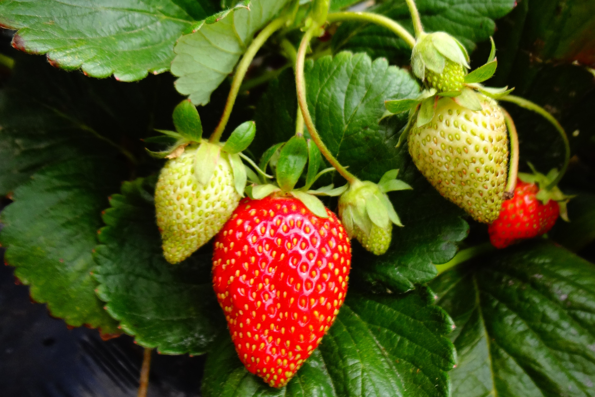 Strawberry