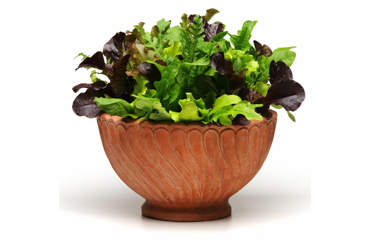 Salad Bowl