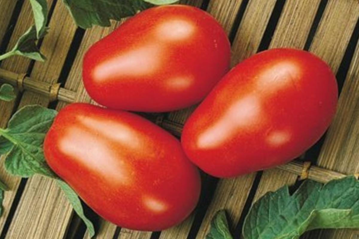 Tomato