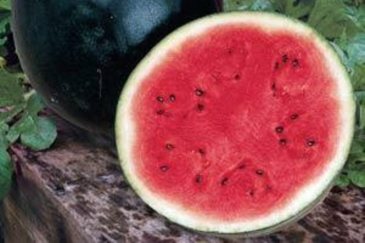 Watermelon