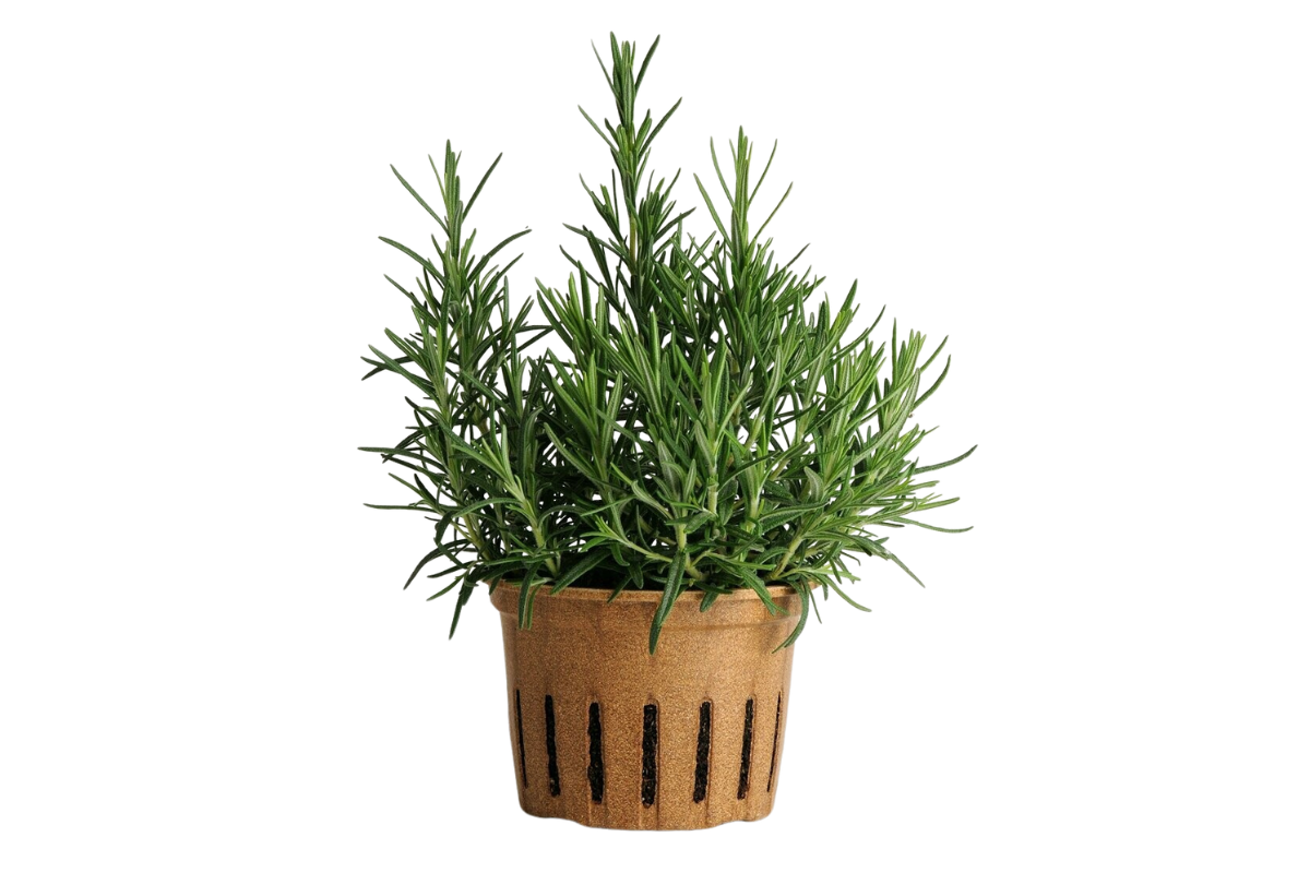 Vegetables & Herbs