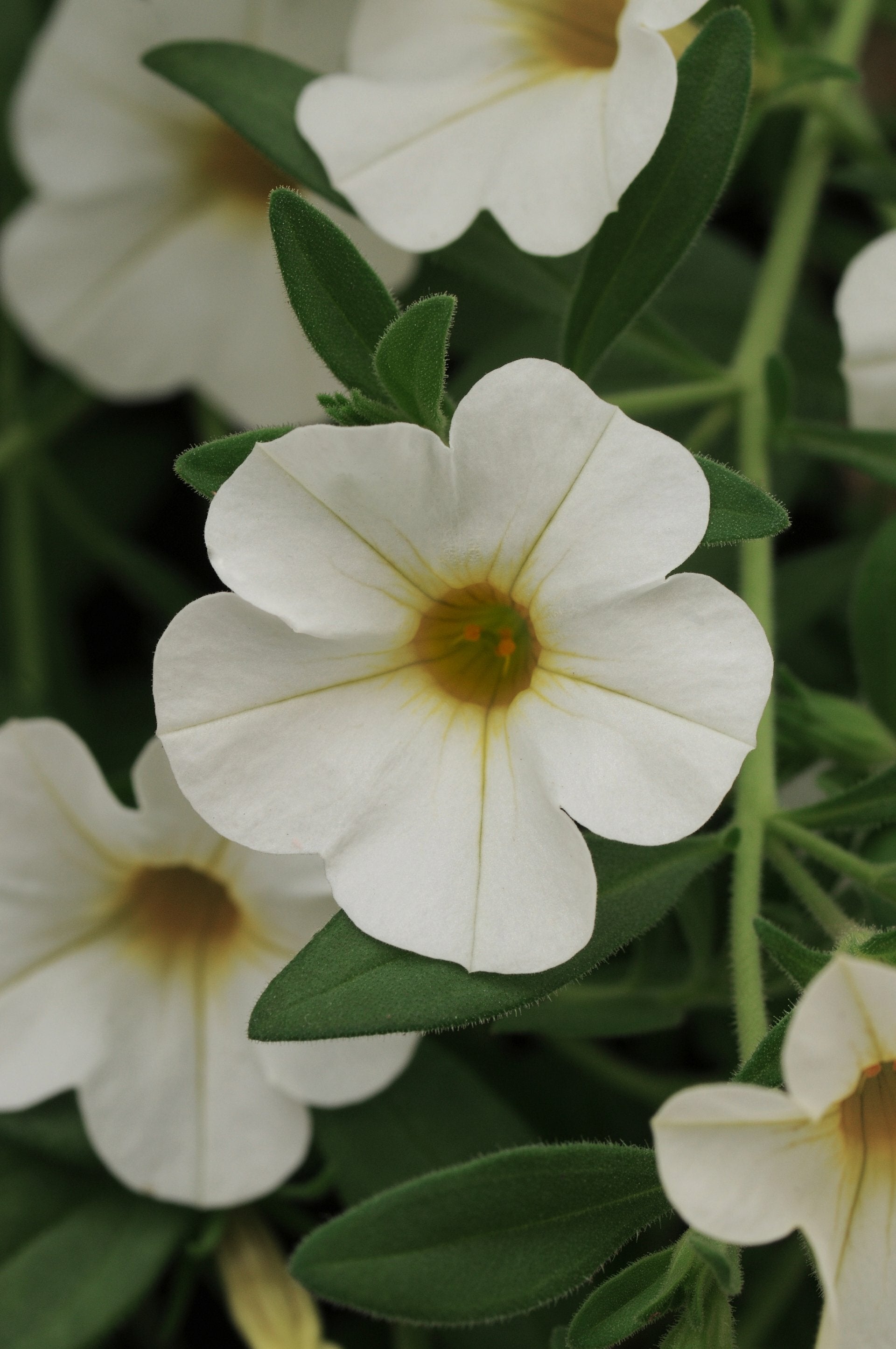 Calibrachoa Cabaret White Pot