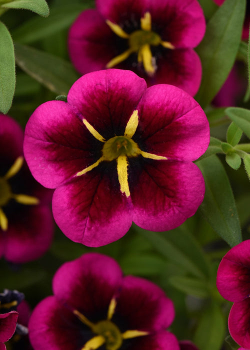 Calibrachoa Cabaret Good Night Kiss Pot