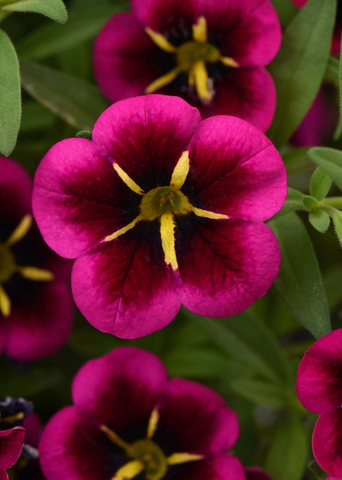 Calibrachoa Cabaret Good Night Kiss Basket
