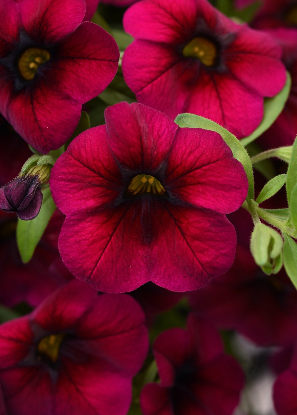 Calibrachoa Cabaret Rose Pot