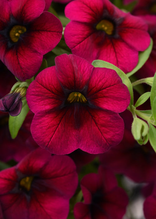 Calibrachoa Cabaret Rose Basket