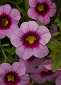 Calibrachoa Cabaret Light Pink Kiss Basket