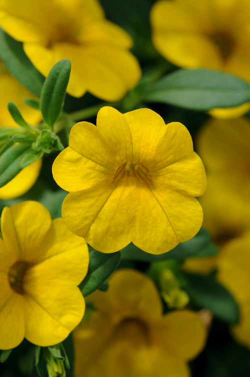Calibrachoa Cabaret Yellow  Basket