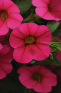 Calibrachoa Cabaret Hot Pink Basket