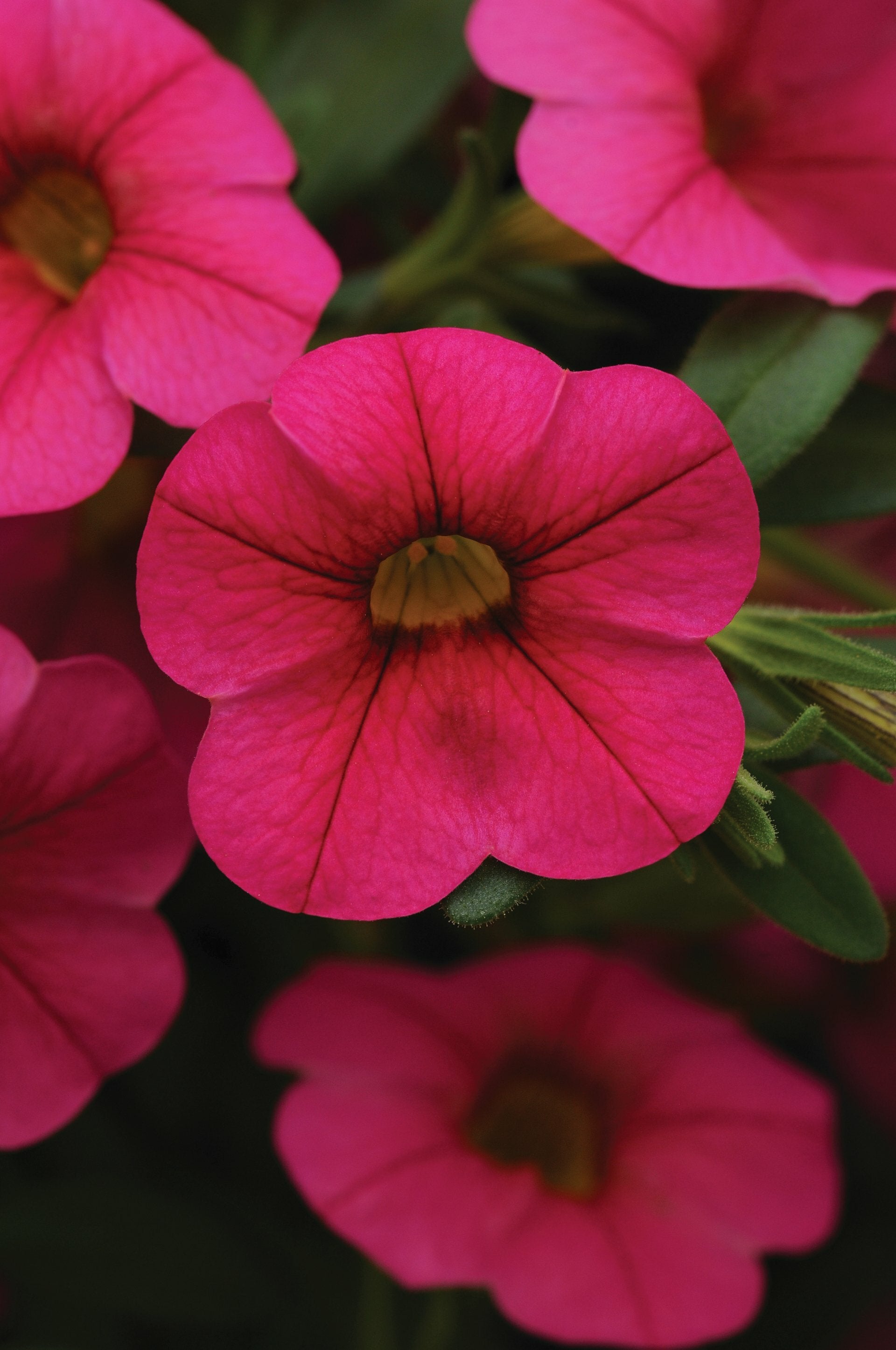 Calibrachoa Cabaret Hot Pink Basket