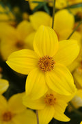 Bidens Namid Early Yellow