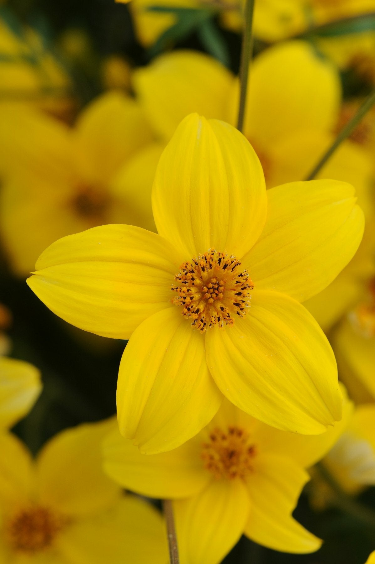 Bidens Namid Early Yellow