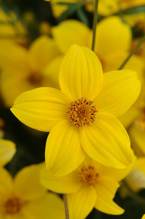 Bidens Namid Early Yellow