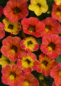 Calibrachoa Cabaret Diva Orange Pot