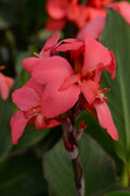 Canna Cannova Rose