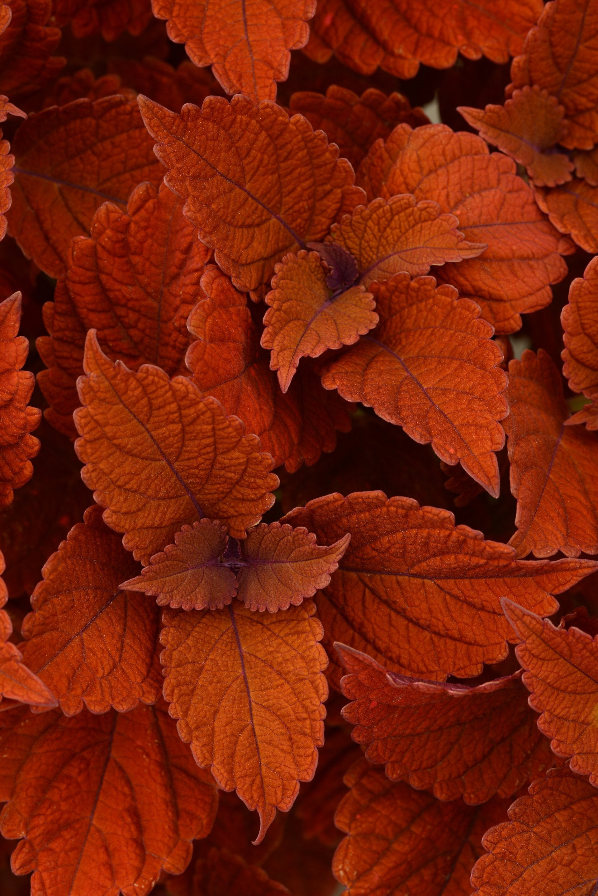 Coleus Inferno