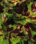 Coleus Kong Mosaic