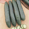 Cucumer Burpless