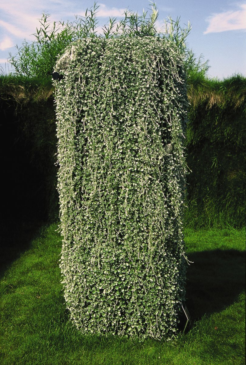 Dichondra Silver Falls