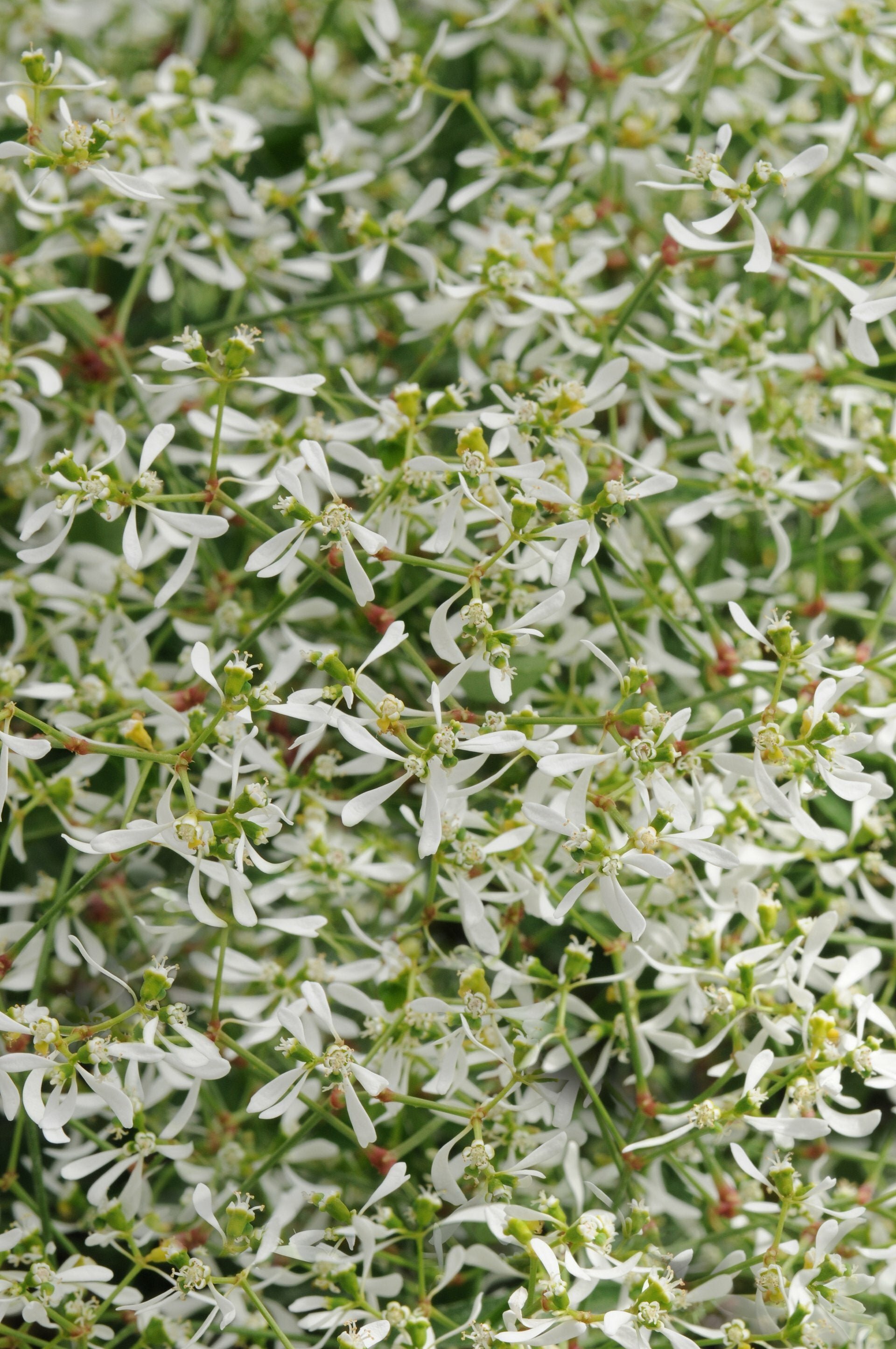 Euphorbia Starblast Snowdrift