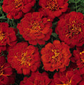 Marigold Durango Red