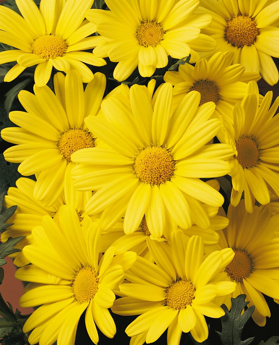 Daisey Yellow Butterfly