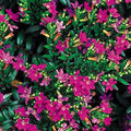 Cuphea Mexican Heather Pot