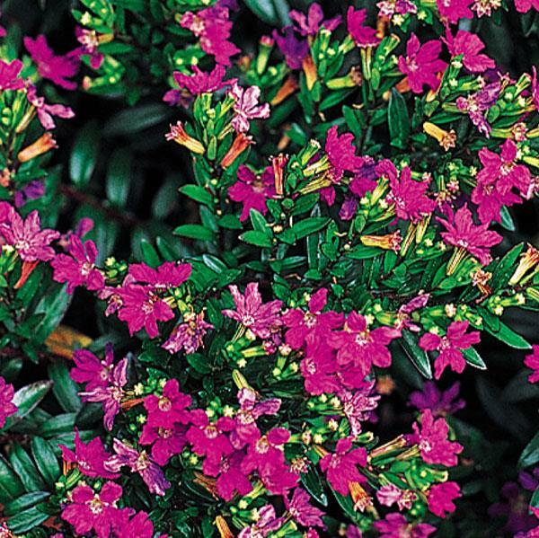 Cuphea Mexican Heather Pot