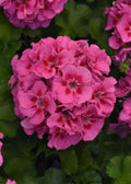 Geranium Dynamo Pink Flare Pot