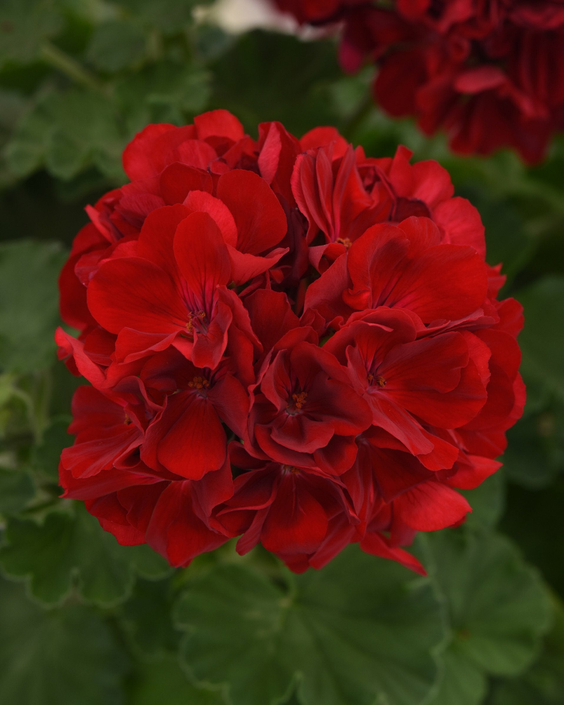 Geranium Dynamo Dark Red Pot