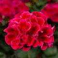 Geranium Calliope Crimson Flame Basket