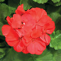Geranium Calliope Medium Scarlet Basket